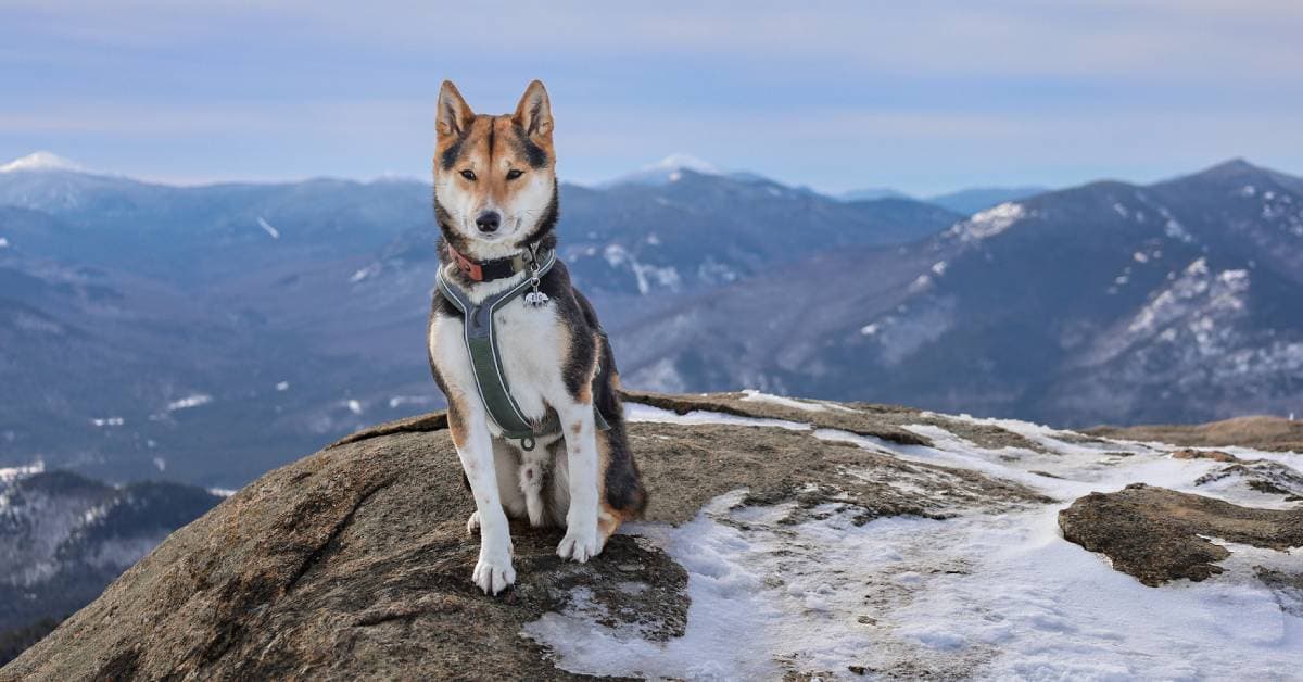 Dog on mountain trail in Salt Lake City