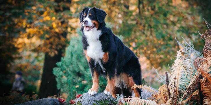 Dog boarding in Salt Lake City — in-home care in a natural environment
