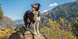 Dog on mountain summit