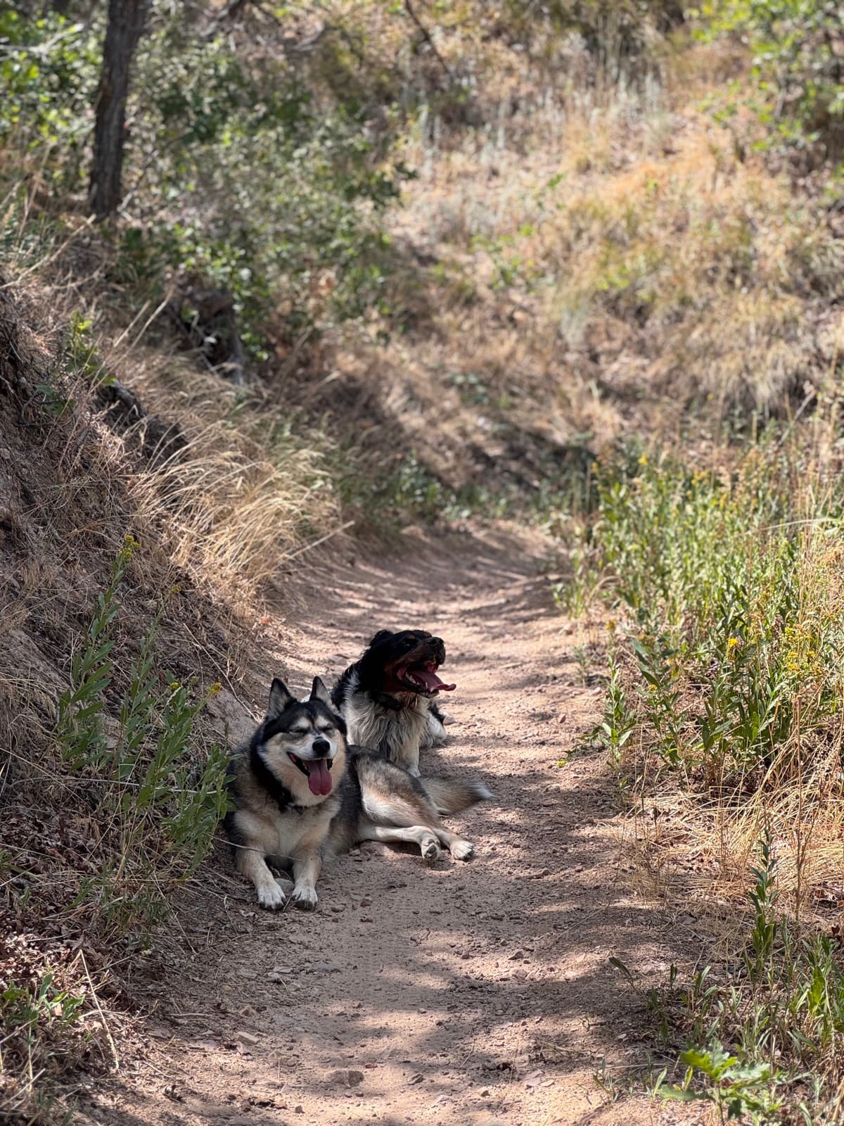 Two tired, happy dogs resting on a hiking trail